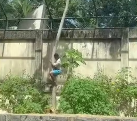 Homem invade recinto e � morto por leoa em zool�gico de Jo�o Pessoa � Foto: Reprodu��o