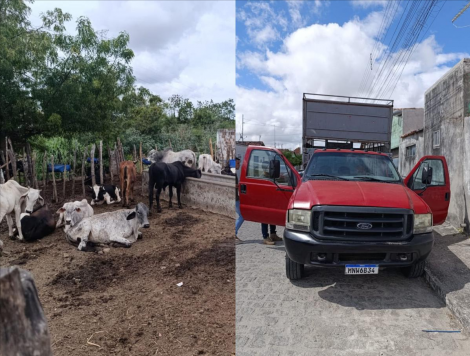 Gado subtra�do em Araruna foi recuperado, al�m de caminh�o roubado e arma de fogo.