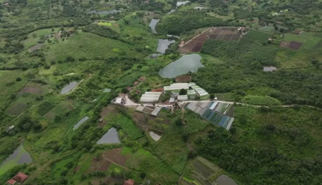 Vista de cima da plantao da Hort Agreste em Lagoa Seca  Foto: Reproduo/Hort Agreste