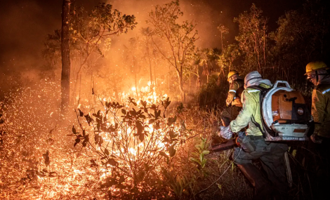 Pesquisadora alerta para situao crtica em trs biomas